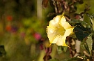 Brugmansia versicolor.jpg